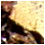 31.gif