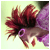 70.gif