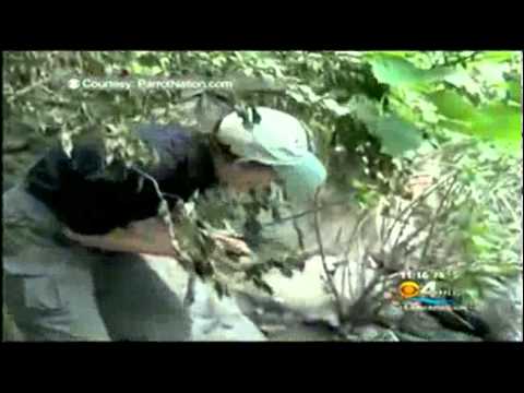 Penguins Are Ticklish: Funny Animals