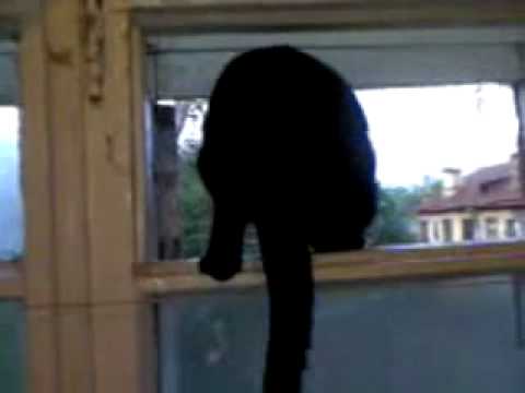 Cat Caught Barking Like A Dog, Then Starts Meowing When Discovered